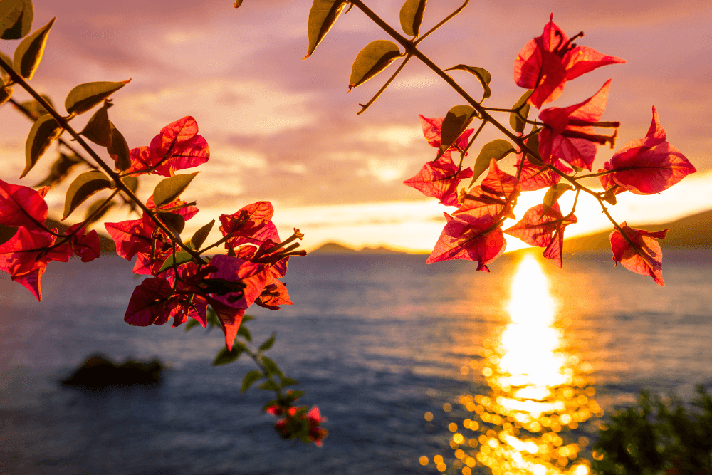 南国の花と夕日
